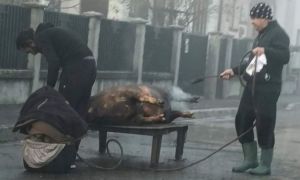 IMAGINILE ZILEI. O familie din Târgu Jiu își taie porcul în mijlocul străzii