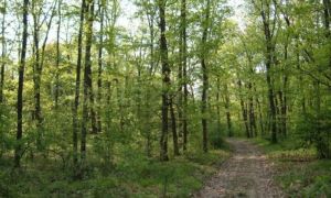 Doi bărbați au murit într-o pădure din Bistrița-Năsăud, STRIVIȚI de un copac