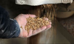 Zeci de milioane de tone de cereale sunt blocate în Ucraina din cauza războiului