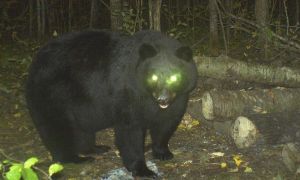 Urși în Bușteni și în Breaza. Au fost transmise mesaje RO-Alert 