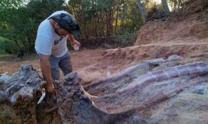 Oamenii de știință din Portugalia au descoperit cel mai mare schelet al unui DINOZAUT sauropod