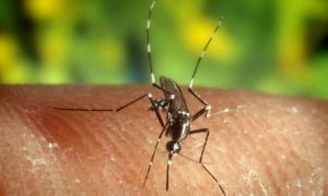 Vara a trecut, dar țânțarii își fac în continuare de cap. Cinci infecții cu West Nile în ultima săptămână 