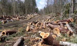 Raport: Firmele din industria lemnului din România recoltează 33% din creșterea anuală a pădurii