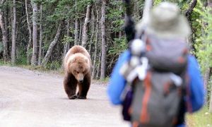 PROIECT. Urșii care atacă oamenii vor fi “eliminați” imediat