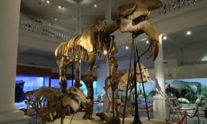 Cei care poartă NUME de animale intră GRATUIT la Muzeul Antipa
