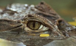 O specie de crocodil a trăit în România. Cercetătorii de la UBB au făcut descoperirea