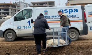 ASPA: 88 de câini, ridicați în ultimele zile 10 zile din București; 54 - din zona Lacul Morii