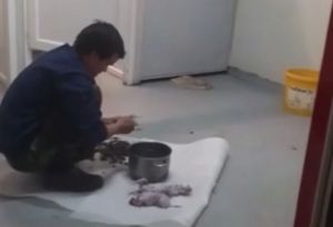Vietnamez, filmat la Cluj când pregătea ȘOBOLANI pentru a-i mânca