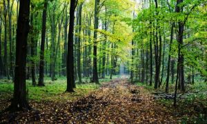 Președintele sindicaliștilor din silvicultură: Guvernul a adoptat legea privind privatizarea pădurilor fără niciun studiu de impact