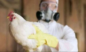 Virusul care provoacă gripa aviară a suferit mutații și a omorât un om