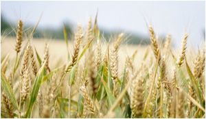 România NU MAI IMPORTA cereale ucrainene până pe 5 iunie 2023
