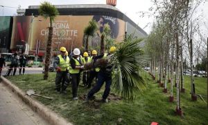 Scandal pe PALMIERI! Nicușor Dan a scos copacii plantați de Robert Negoiță