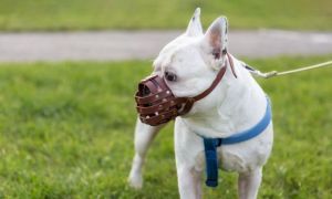 AMENZI mari pentru deținătorii de câini care nu respectă regulile de deținere