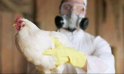 Alertă de gripă aviară într-o fermă din Mureș. Aproximativ 200.000 de păsări au fost sacrificate