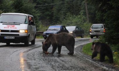 Ministrul Mediului vrea ÎMPUȘCAREA urșilor periculoși în cel mult 24 de ore