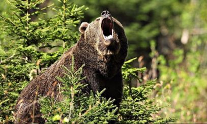 S-a dat undă verde pentru împușcarea sau eutanasierea urșilor agresivi