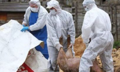 Focar de pestă porcină la Miercurea Sibiului: 80 de animale au fost sacrificate