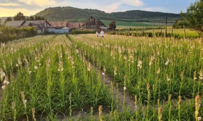 Tuberoza de Hoghilag, prima floare din România care ar putea fi protejată la nivel european
