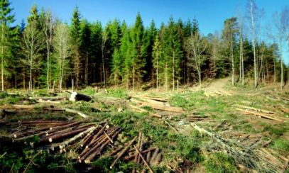 România exportă din ce în ce mai mult lemn de la un an la altul. Câte zeci de milioane de metri cubi am exportat în 2020?