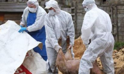 Dezastru pentru fermierii români, după explozia focarelor de pestă porcină: Aproape 400.000 de animale sunt infectate
