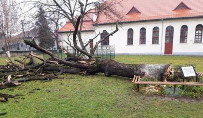 Stejarul plantat de Arsenie Boca în curtea liceului unde a învățat, S-A PRĂBUȘIT din senin