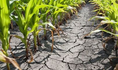 DEZASTRU. Suprafețele afectate de secetă în România au ajuns la aproape 400.000 de hectare