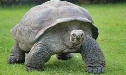 Aniversare inedită: Ce vârstă a împlinit cea mai bătrână țestoasă din lume?